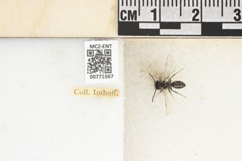 Media type: image;   Entomology 771567 Aspect: Labels